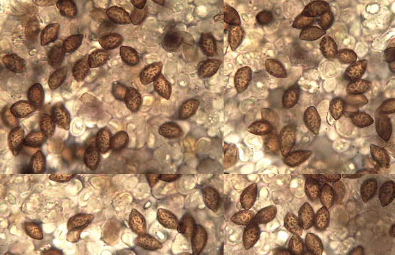 Cortinarius bergeronii mikro